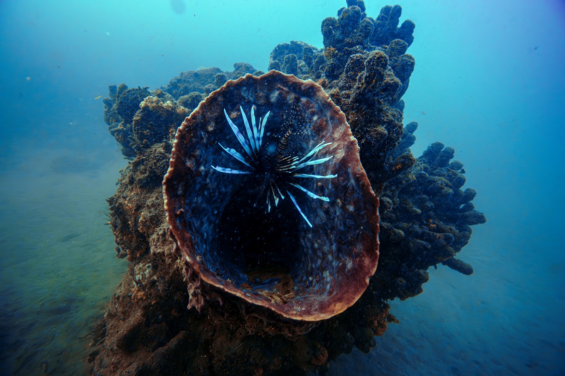 Advanced Open Water Diver | Visit Santa Marta