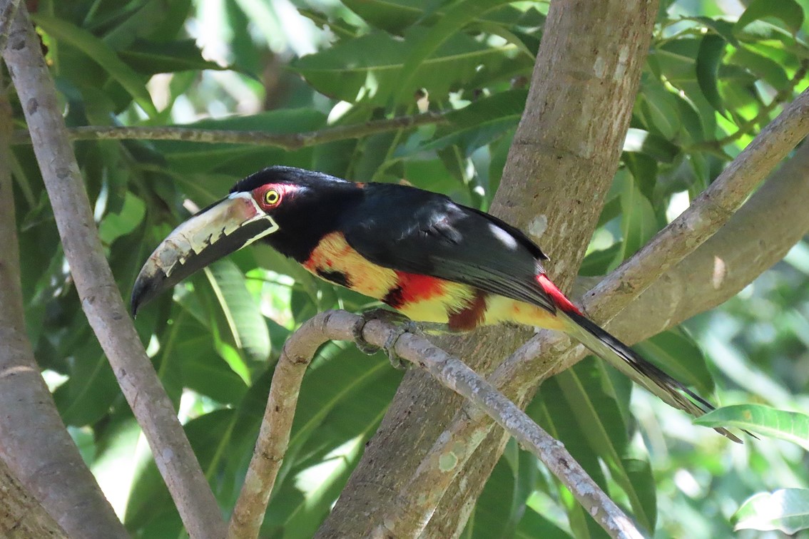 Birdwatching San Lorenzo | Visit Santa Marta