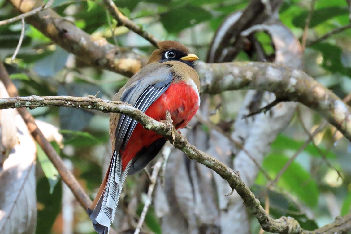 Birdwatching San Lorenzo | Visit Santa Marta