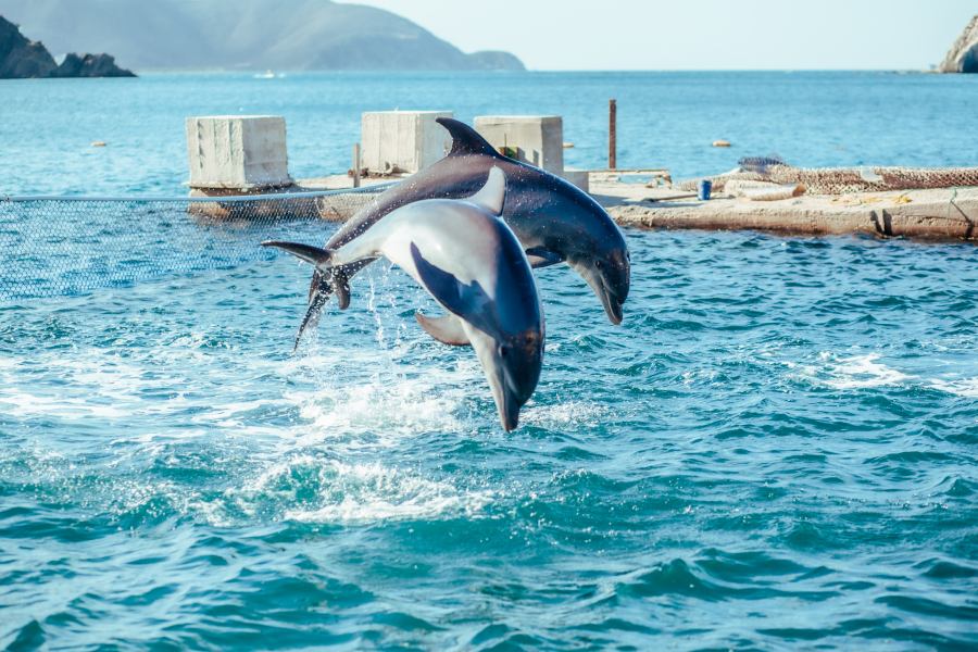 Delfines del acuario Rodadero en Santa Marta