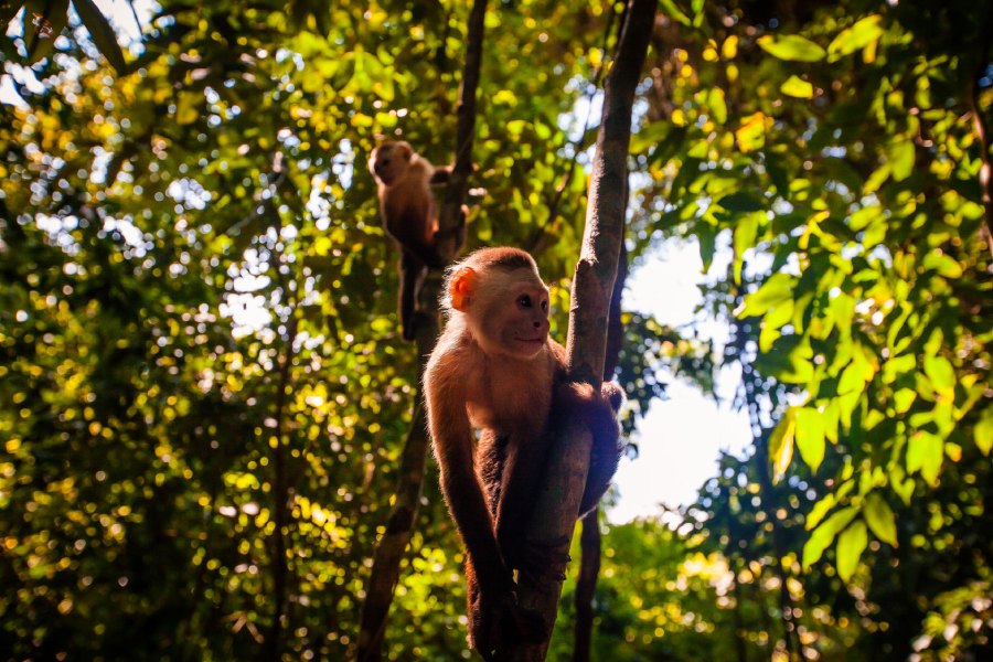 Fauna de la Sierra Nevada de Santa Marta