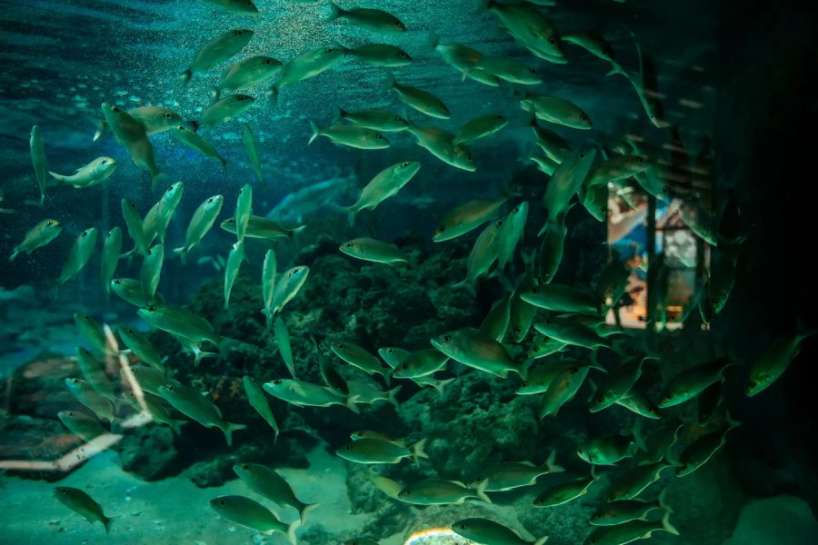 Cardumen de peces del acuario rodadero en Santa Marta